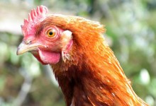 Chief Vet warns poultry keepers “don’t be complacent” as bird flu threatens flocks in North Yorkshire