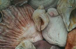 shells-watercolour