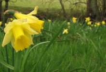 Days out: the Farndale daffodil walk