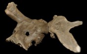 New exhibition shines light on Stone Age Yorkshire