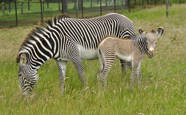 grevys-zebras
