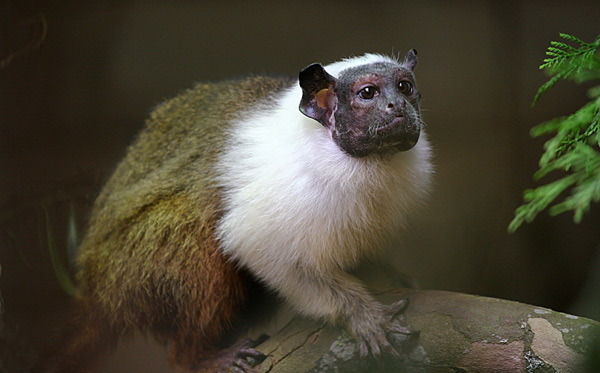 pied-tamarin