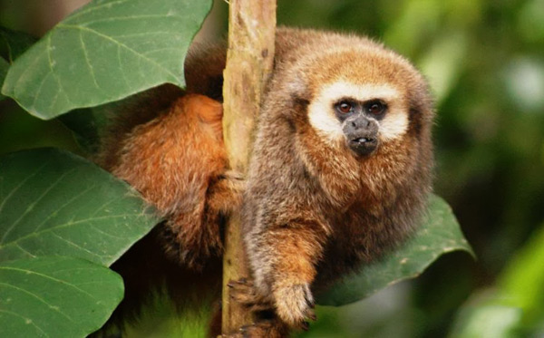 san-martin-titi-monkey