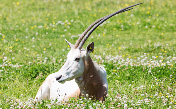 scimitar-horned-oryx