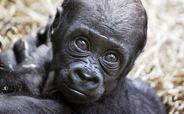 western-lowland-gorilla-baby