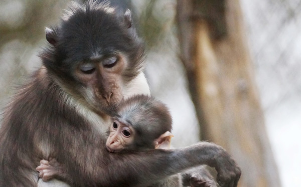 white-naped-mangabeys