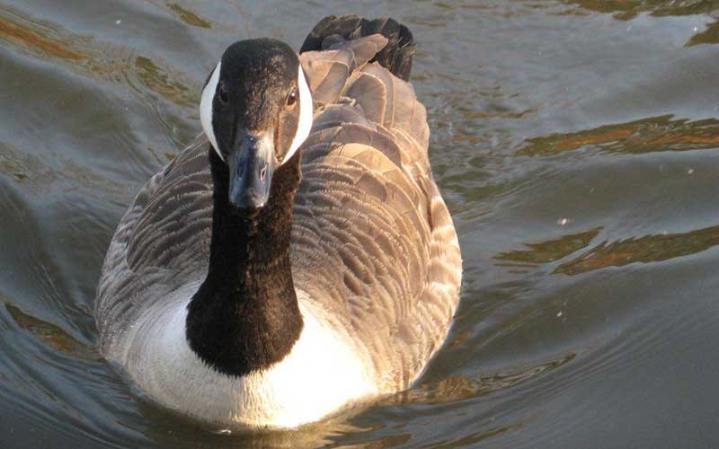 Canada Goose, River Foss, York