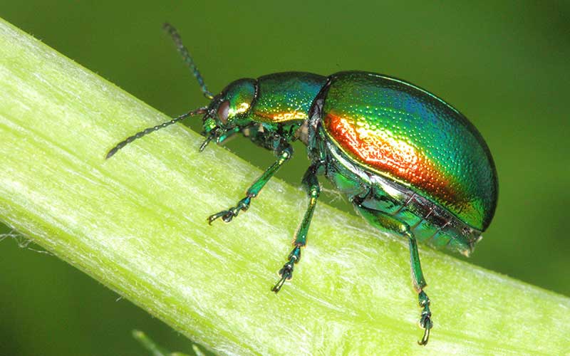 Beetle mania hits York as colourful character goes on display