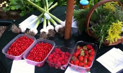 Want to eat well and pay nothing? Join York’s swap shop