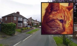 Two cats shot and wounded with air rifles in York