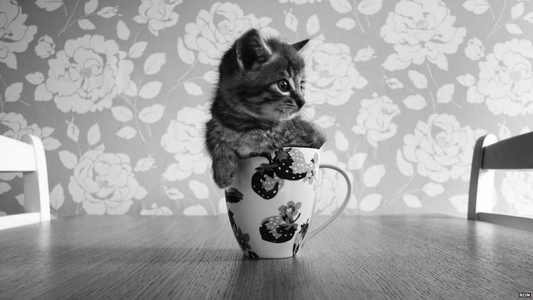 Cats and cafés do mix