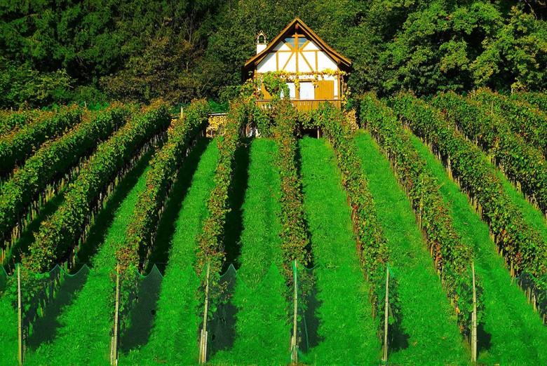 vineyard-tippings-tipples
