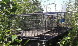 Pictured: The tools used by York man to trap and cage wild birds