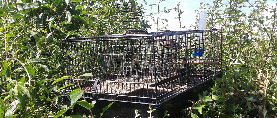 Pictured: The tools used by York man to trap and cage wild birds