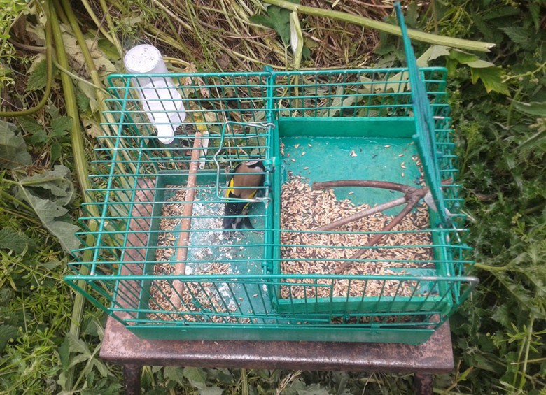 Smith's other trap with the goldfinch 'lure'