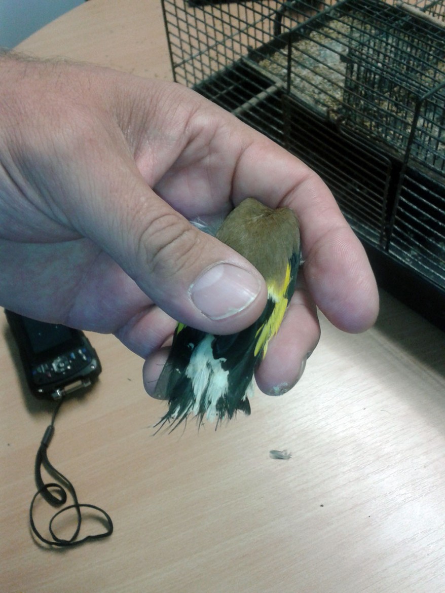 One of the trapped finches