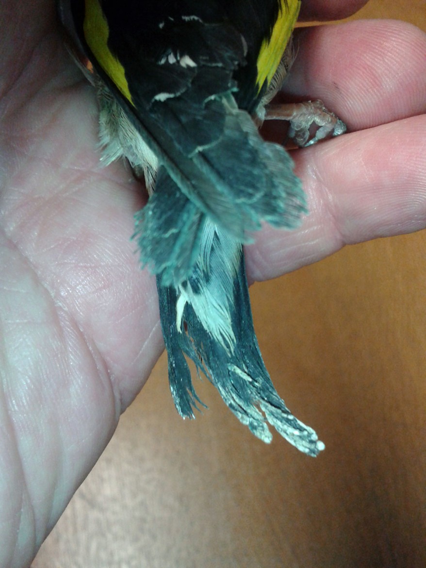 Rescued