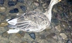 Shock as drunk repeatedly kicks goose ‘breaking its leg’