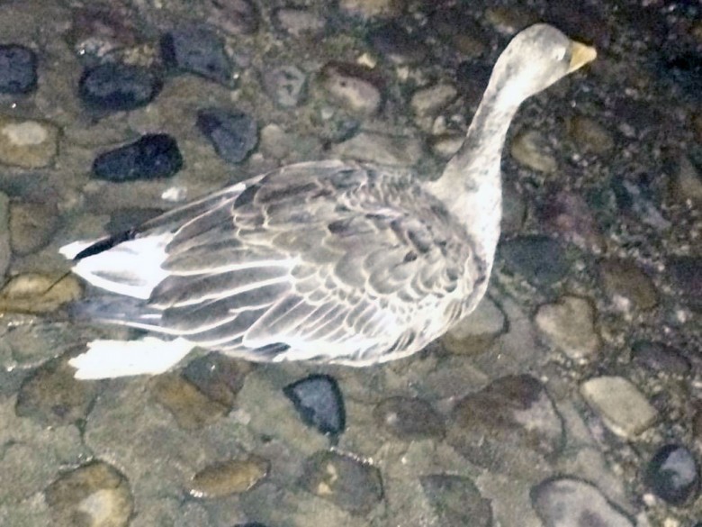 The injured bird. Photograph © York Rescue Boat on Twitter
