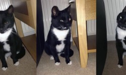 Meet the York pet detectives who stop at nothing to track down missing cats