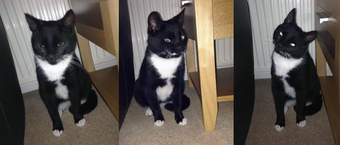 Meet the York pet detectives who stop at nothing to track down missing cats