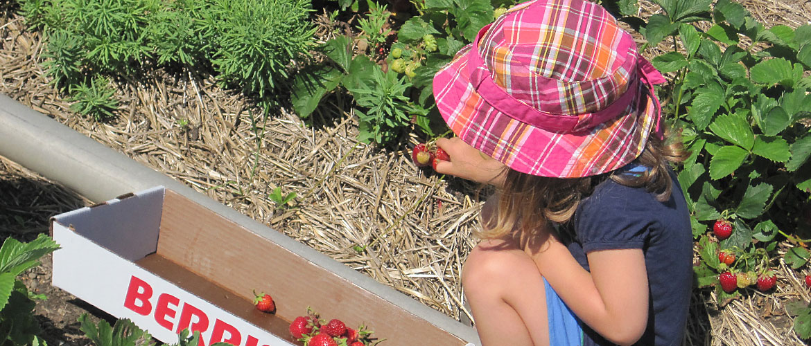 Poetry blog: Summer can be a fruitful time for the imagination