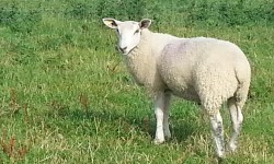 Sheep rustlers hit York as 41 lambs stolen from city stray