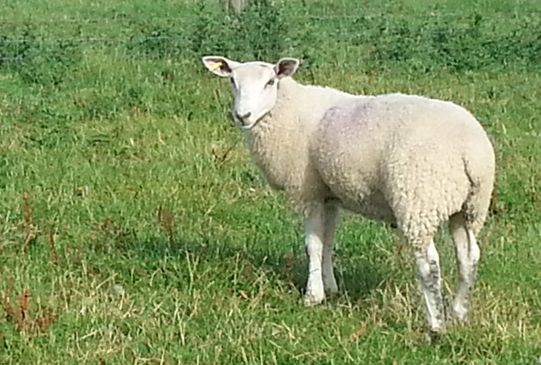 One of the stolen sheep. Photographs: North Yorkshire Police