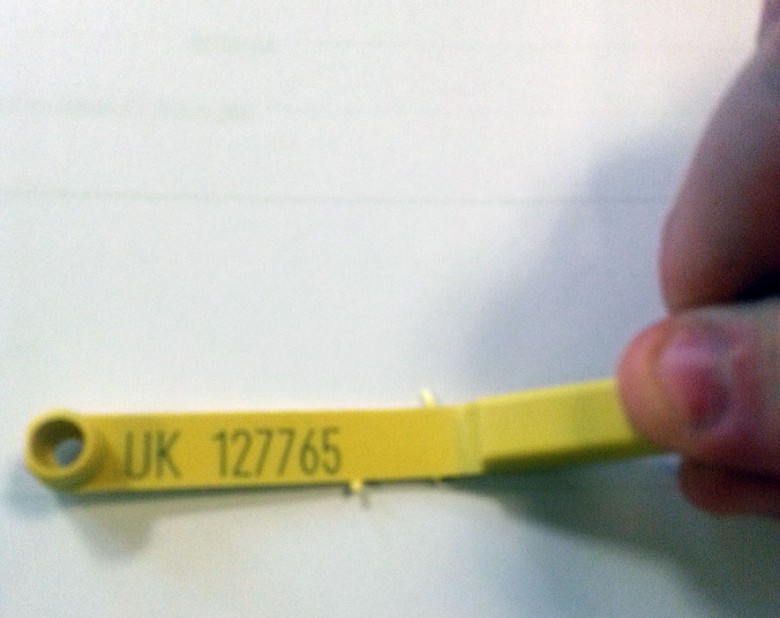 The sheep had distinctive yellow tags like this one