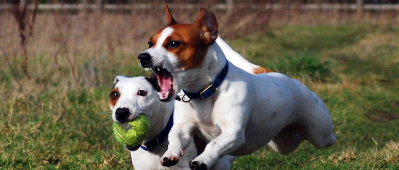 A pair of Jack Russell terriers like those at the centre of the noise abatement case. Photograph © Steve-65 on Wikimedia