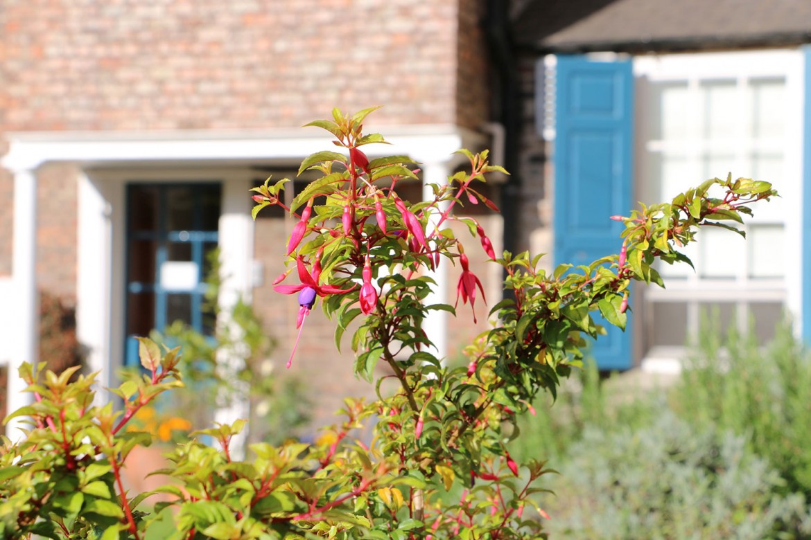 One of the plants in the garden