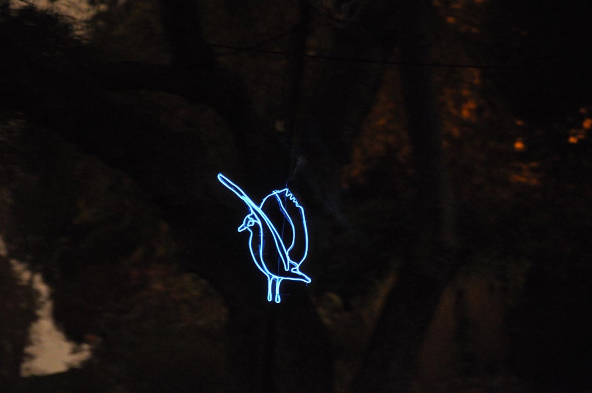 A blue bird takes flight in the park