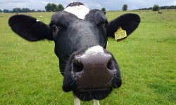 York firefighters rescue cow stuck in a fence