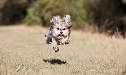 21 wonderful animal pictures – by the York woman named Pet Photographer of the Year