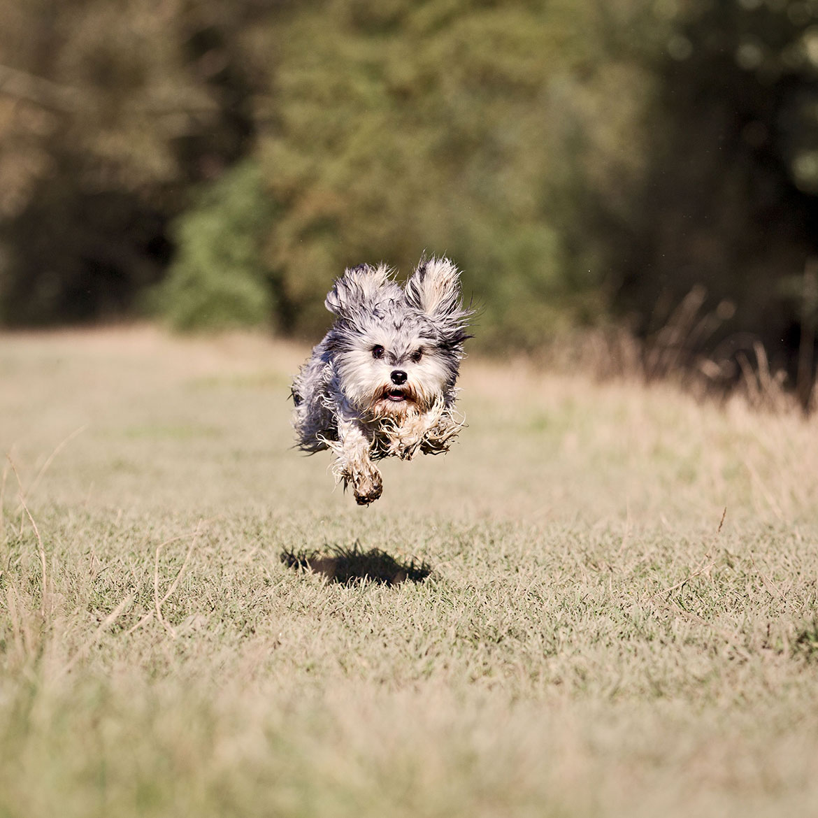 21 wonderful animal pictures – by the York woman named Pet Photographer of the Year