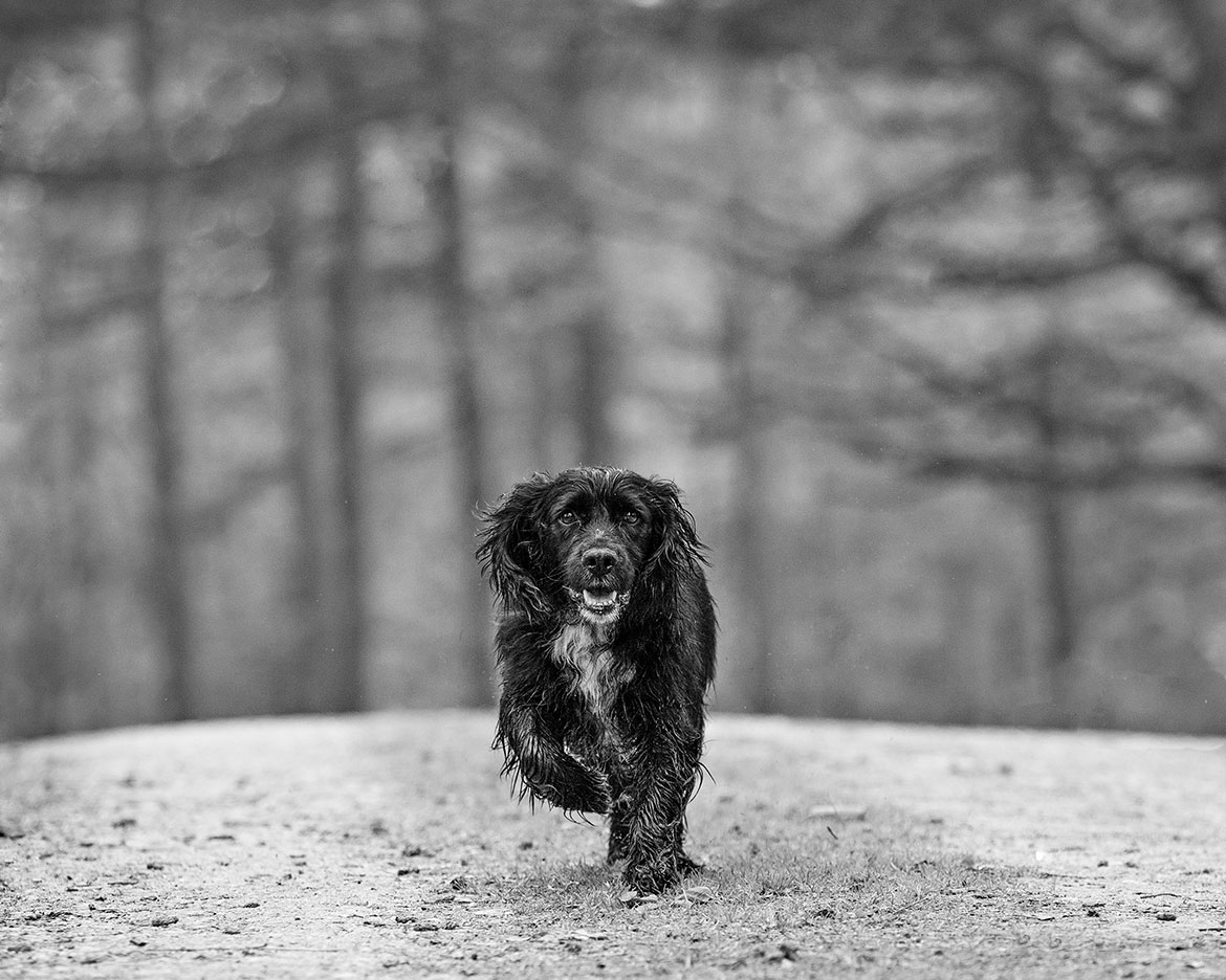 The winning picture: Monty, a much-loved family dog. Photographs © Andrea Denniss / Pink Lily Photography