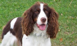 Gang attack man and try to snatch his dog in York