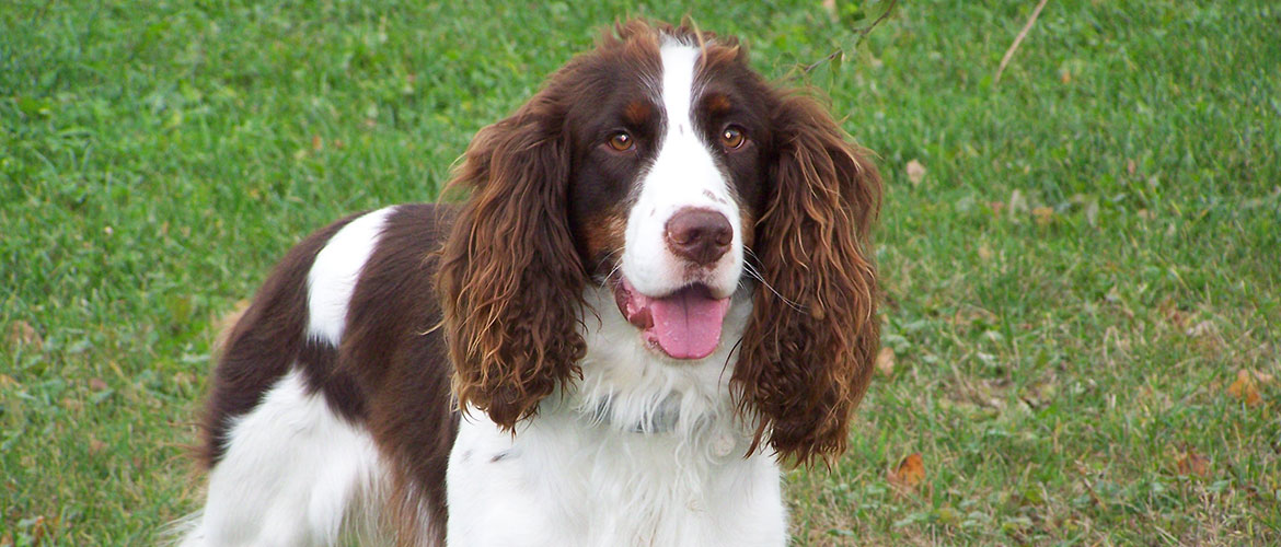 Gang attack man and try to snatch his dog in York