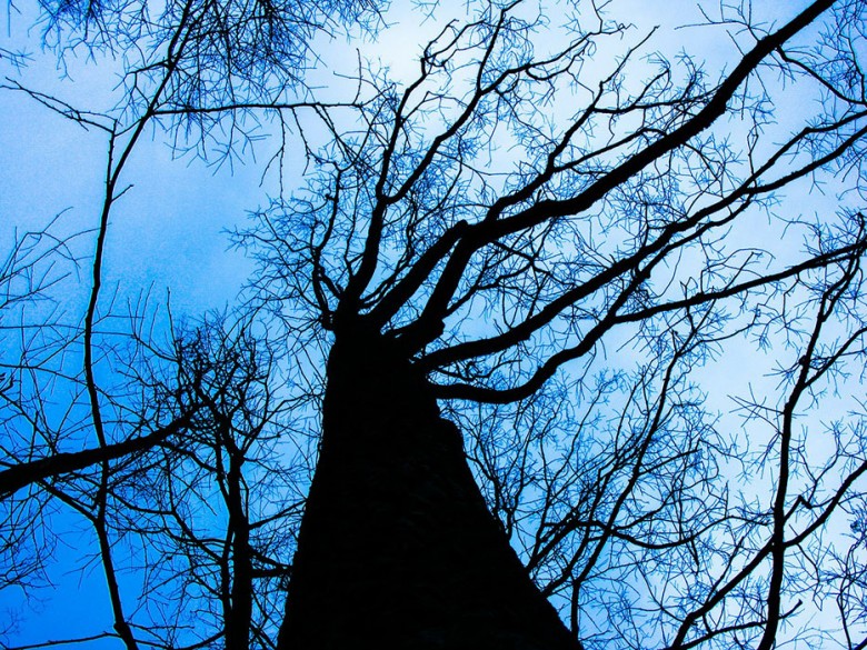‘One held the ladder and the other looped himself to the tree and climbed to the top, where he fired up his saw and began to lop off the branches’