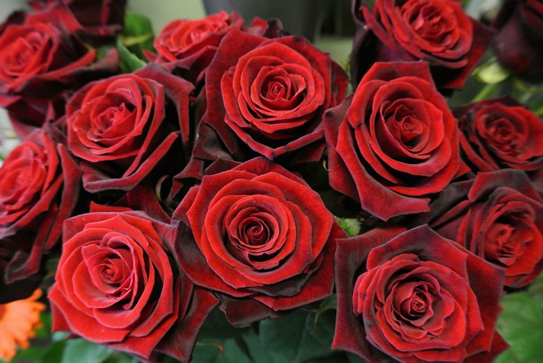 Blooming marvellous… roses from Garden Of Eden