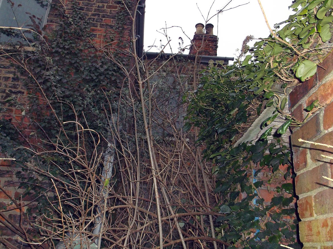 The overgrown garden at 3 Upper St Pauls Terrace, Holgate, York. Photographs: City of York Council