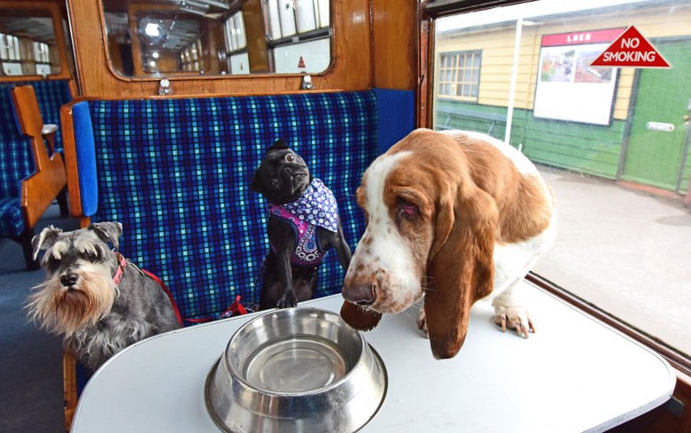 Oi, keep your feet off the upholstery… Photograph: NYMR / Anthony Chappel-Ross