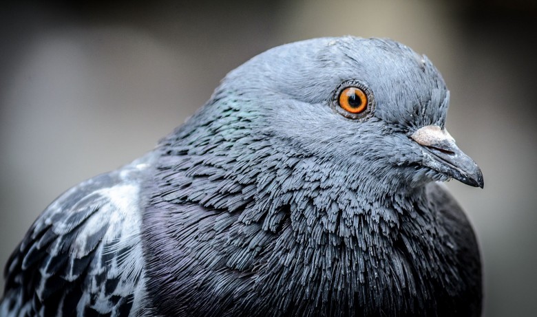 What a coo… A pigeon, Photograph ©  Robert Claypool on Flickr