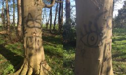 Pictured: ‘Mindless vandalism’ of York trees