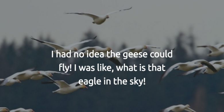 overheard-in-york-geese