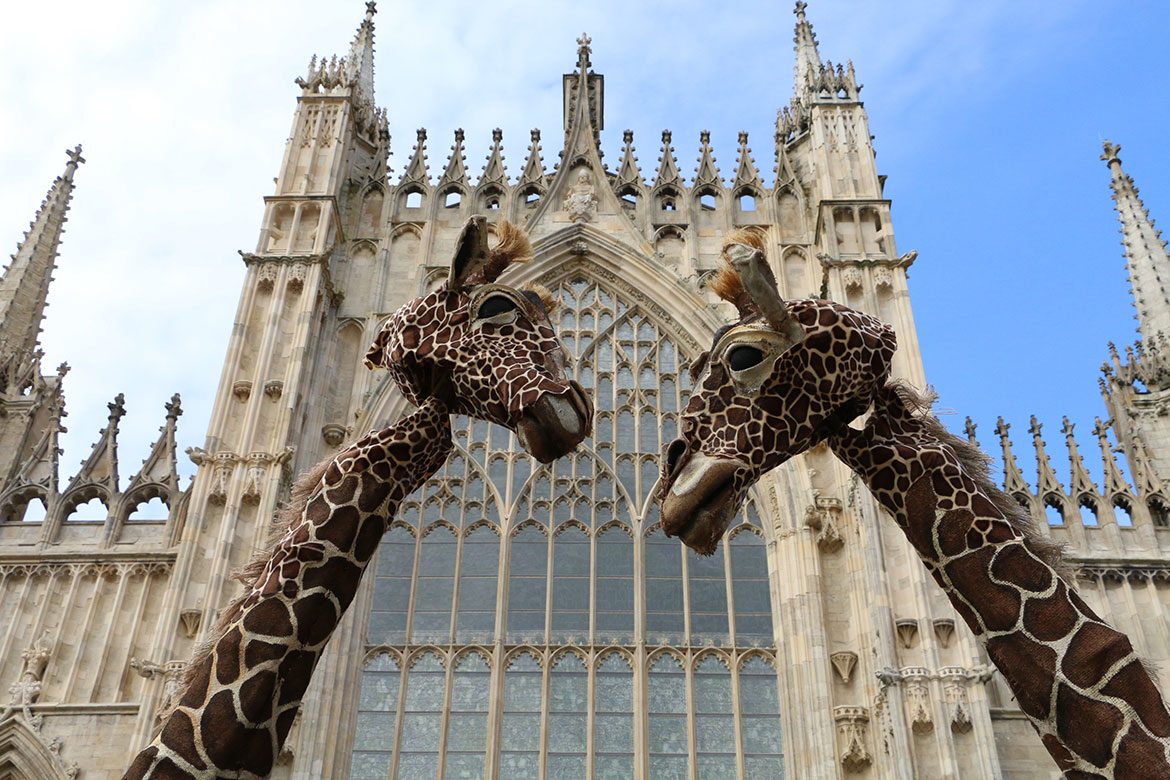 A tall story… Two Mystery Play giraffes get their heads together outside York Minster. Photographs: Richard McDougall