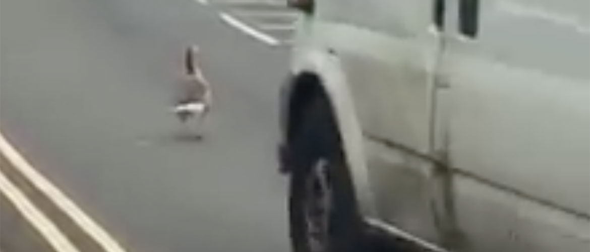 Remarkable. The goose hit by a van in York survived – and has been nursed back to health