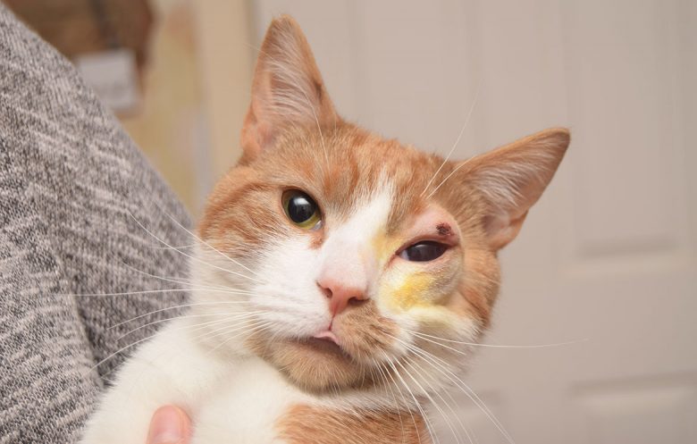 ‘The vets have managed to save his eye for now’ – Sosuke