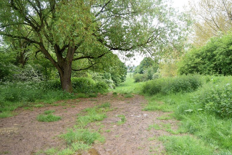 Walmgate Stray close to the university campus
