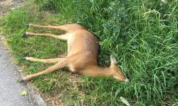 Young deer killed on busy York road